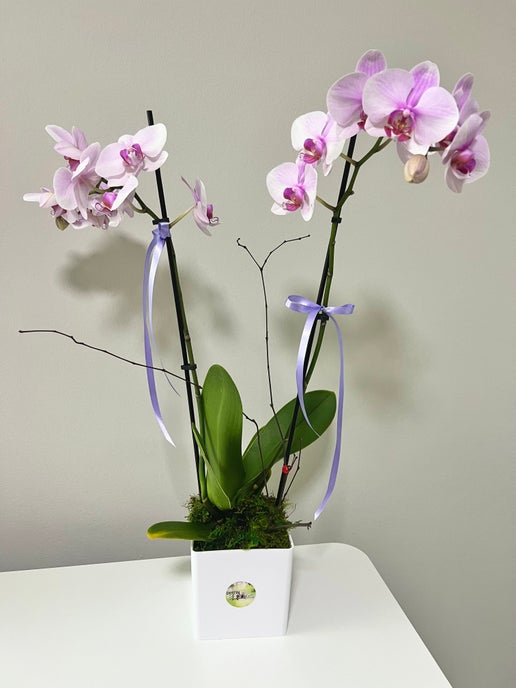 Blooming Orchid - in Destin, FL