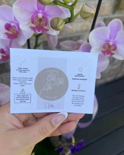 Blooming Orchid - in Destin, FL thumbnail 2