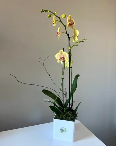 Blooming Orchid - in Destin, FL thumbnail 3