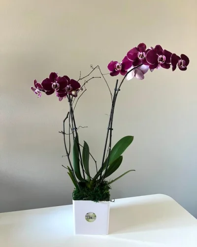 Blooming Orchid - in Destin, FL thumbnail 4