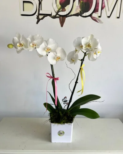 Blooming Orchid - in Destin, FL thumbnail 5